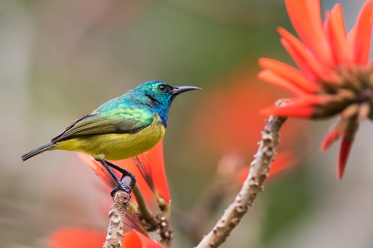 Honingzuiger in St Lucia